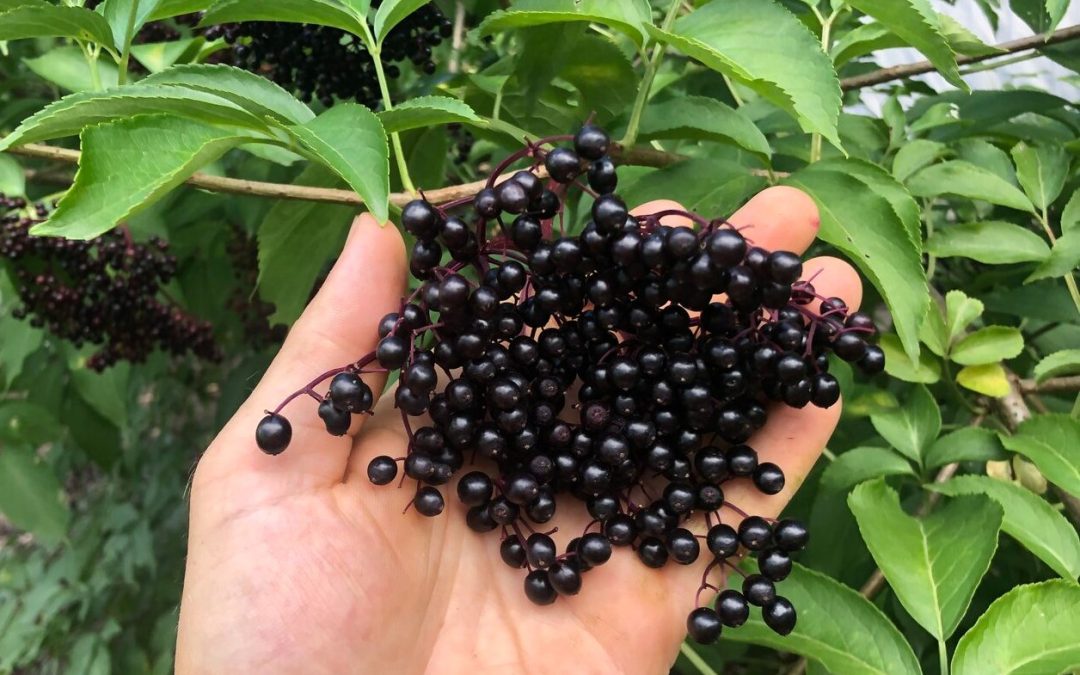 The Incredible Health Benefits of Elderberry Nutritional Supplements…